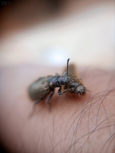 Hairy Darkling Beetle