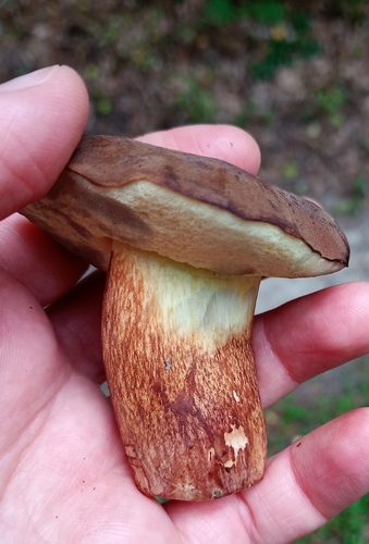 Bay Bolete