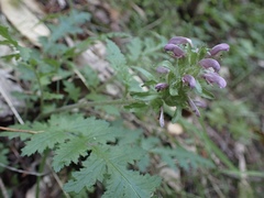 Pedicularis dudleyi