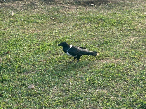 Pied Crow