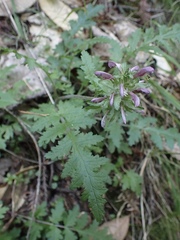 Pedicularis dudleyi