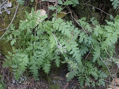 Pedicularis dudleyi