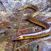 Bicolored Caecilian - Photo (c) Christophe Pellet, some rights reserved (CC BY-NC), uploaded by Christophe Pellet