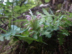 Pedicularis dudleyi