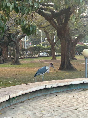 Marabou Stork