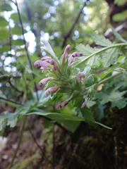 Pedicularis dudleyi