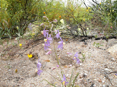 Cyanella hyacinthoides