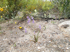 Cyanella hyacinthoides