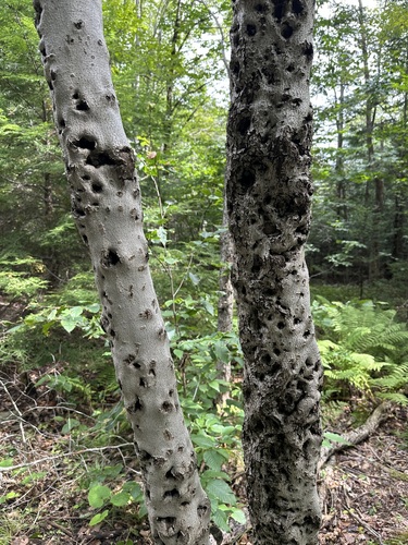 Beech Bark Canker Fungus