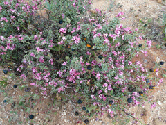 Indigofera spinescens