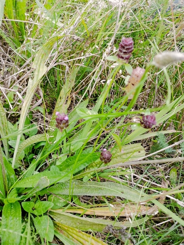 common selfheal