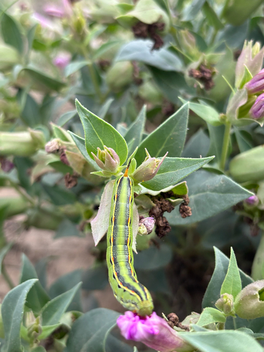 White-lined Sphinx