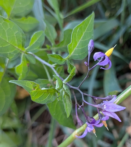bittersweet nightshade