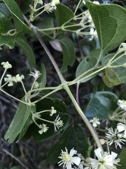 Clematis haenkeana