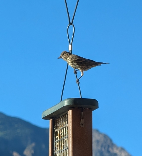 Pine Siskin
