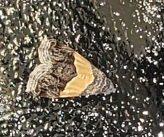 Tripudia balteata