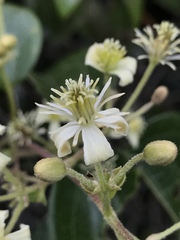 Clematis haenkeana