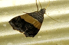 Tripudia balteata