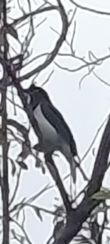 Curl-crested Jay