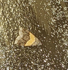 Tripudia balteata