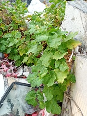 Eucnide lobata