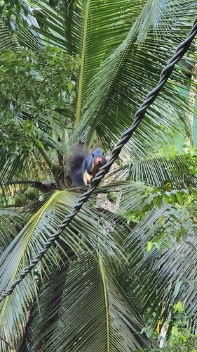 Ratufa macroura melanochra
