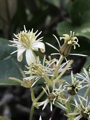 Clematis haenkeana
