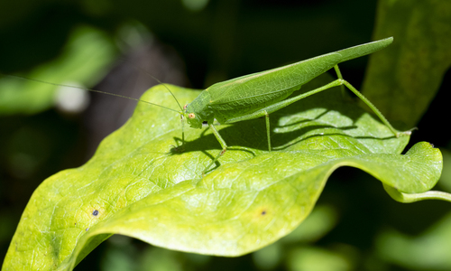 Mediterranean Katydid