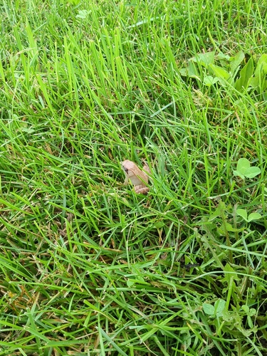 Wood Frog