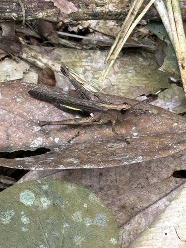 Holopercna gerstaeckerii
