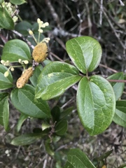 Clematis haenkeana