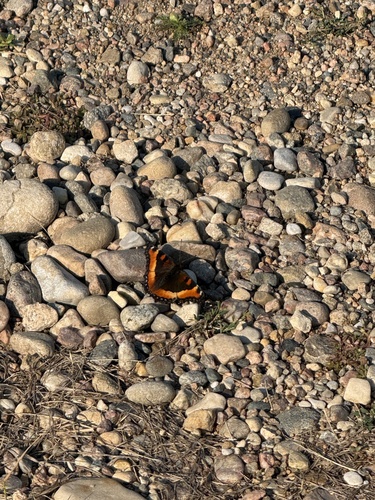 Milbert's Tortoiseshell