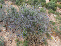 Lobostemon echioides
