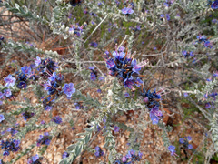 Lobostemon echioides