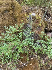 Tauschia kelloggii