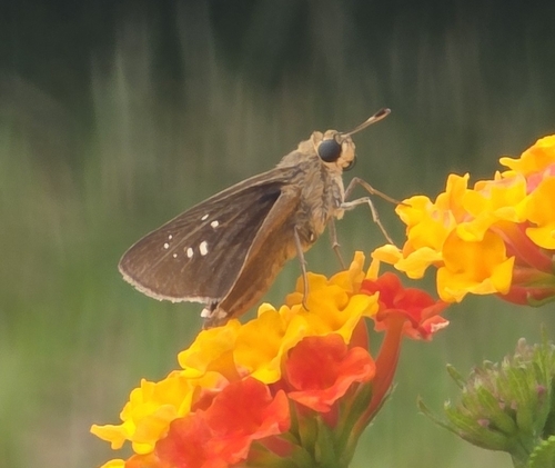 Pale Small-branded Swift