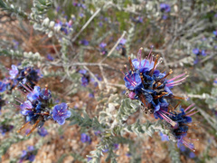 Lobostemon echioides
