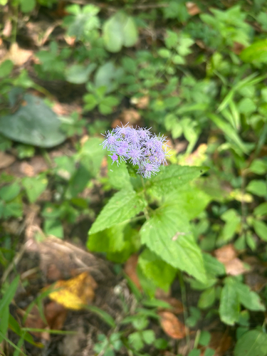 blue mistflower