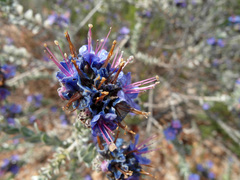 Lobostemon echioides