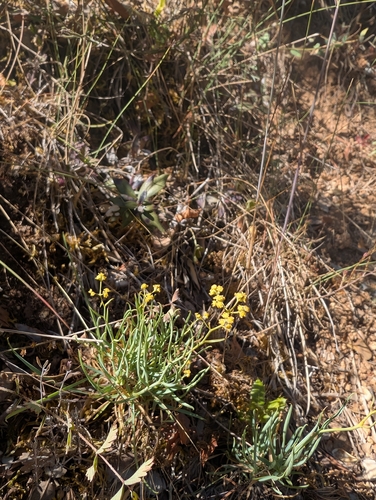 Fruticose Thorowax