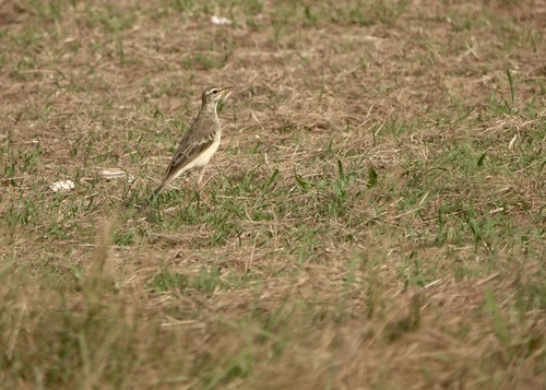 Long-legged Pipit