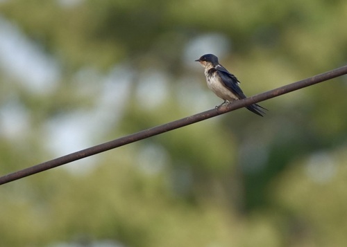 iNaturalist image
