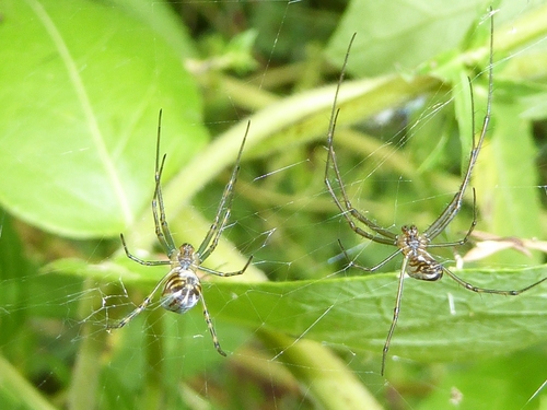 Silver Orb Spider