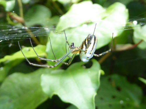 Silver Orb Spider