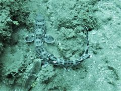 Atelomycterus erdmanni