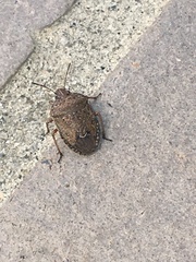 Hymenarcys nervosa