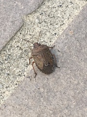 Hymenarcys nervosa