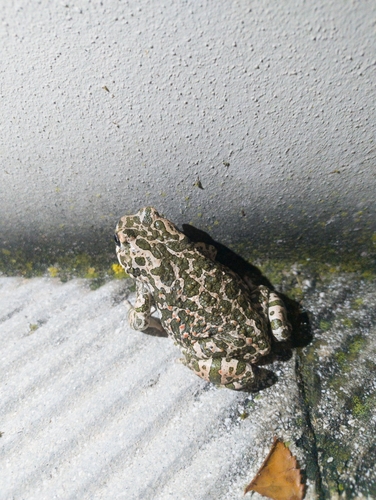 Balearic Green Toad