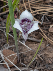 Calochortus elegans