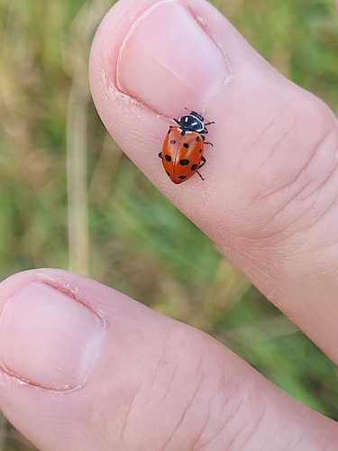Convergent Lady Beetle